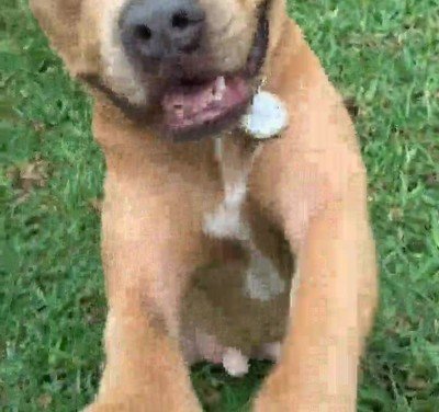 ojos,orejas,cachorro,perro