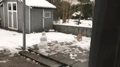 gato,fan,muñeco,nieve