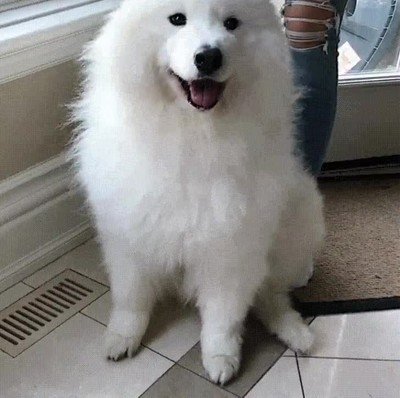 adorable,perro,orejas