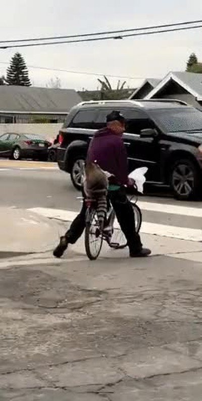 Enlace a No le juzgues por tener a ese animal como mascota