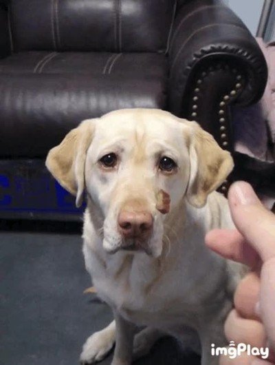 perro,atrapar,comida,camara lenta