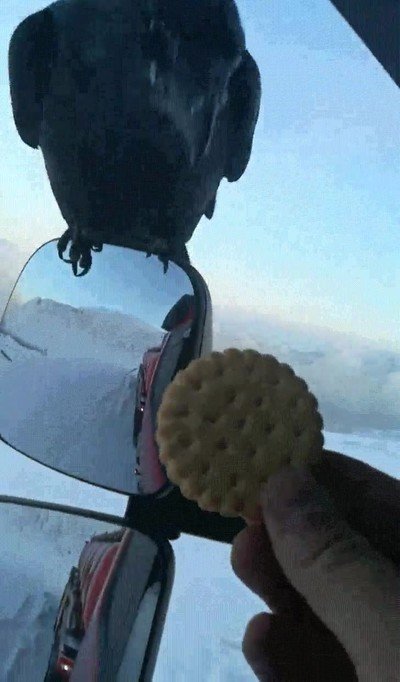 galleta,suficiente,cuervo