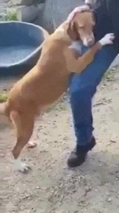 perro,separar,amigo,mimos