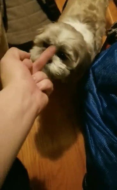 sentir,mirada,odio,perro