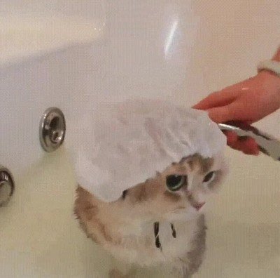 gorro,ducha,gato,adorable