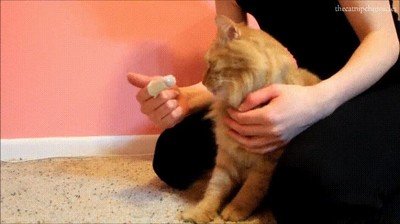 gatitos,hora,limpieza