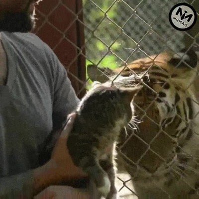 cara,gato,gigante,zoo