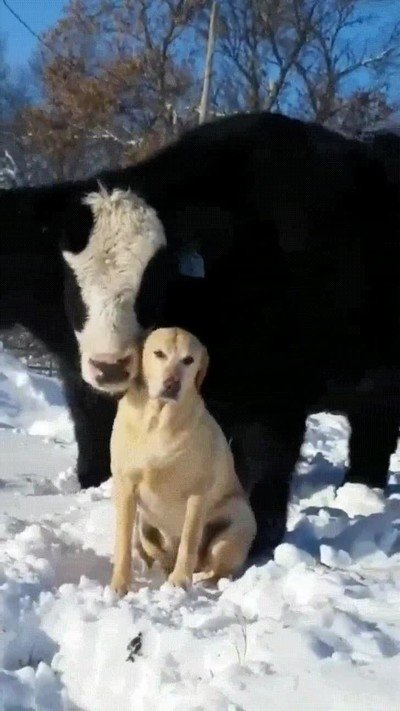 animales,mimos,perro