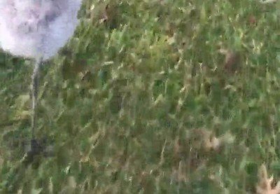 bebe,flamenco,abrazo