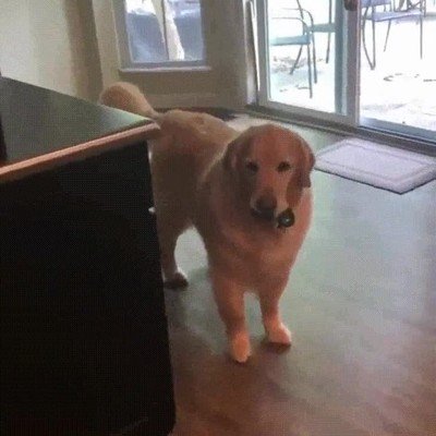 Enlace a Perros que se llevan las llaves de casa en plan indirecta para salir