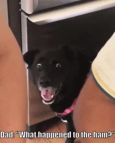 Enlace a Cuando tu perro pierde de vista el trozo de jamón que había encima de la mesa