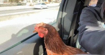 encanta,coche,ventana