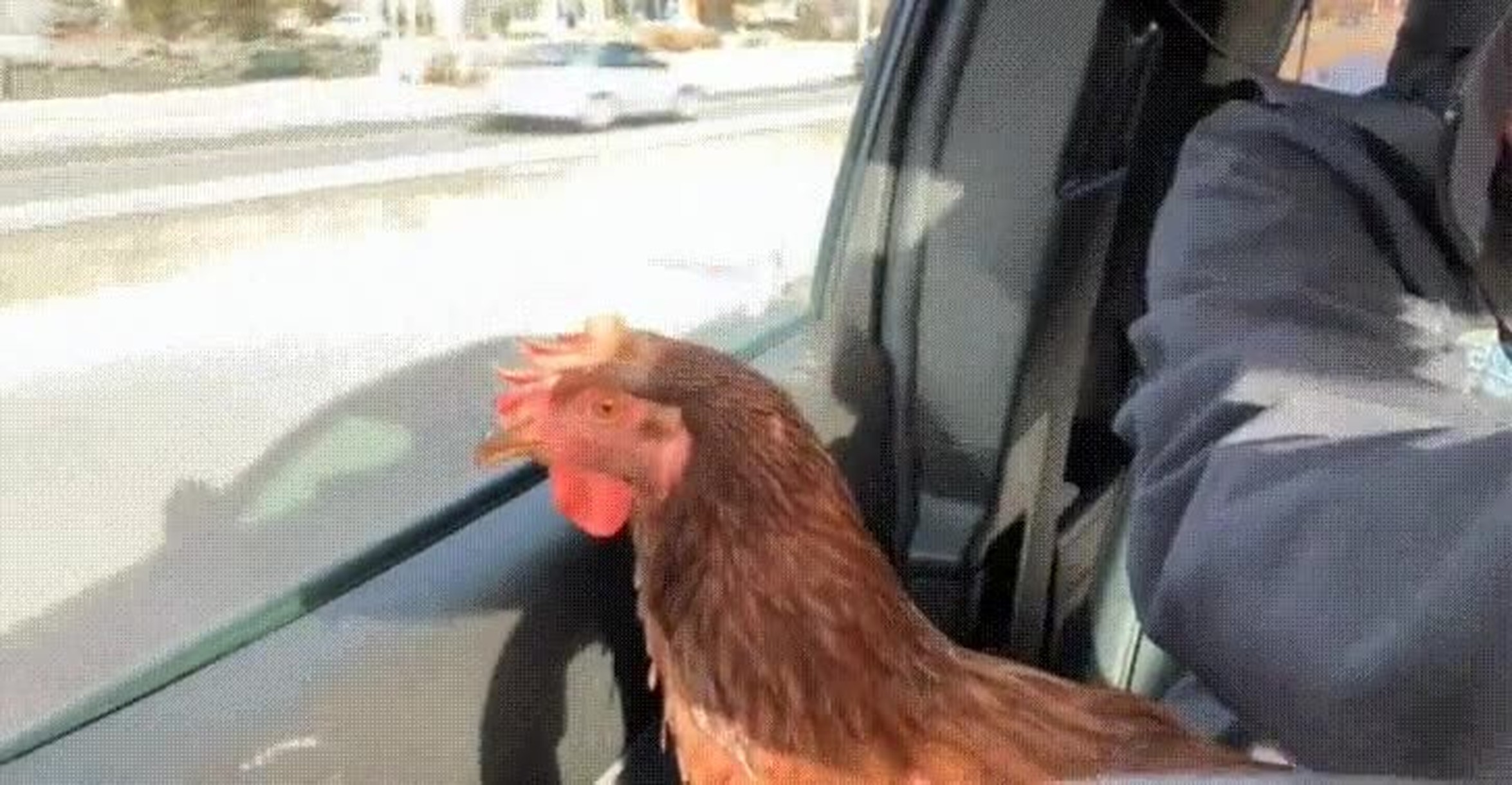 ¡Vaya GIF! / Le encanta ir en coche y mirar por la ventana