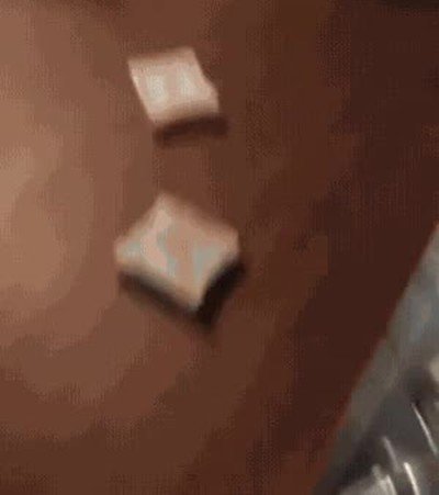 volver,casa,sorpresa,perro