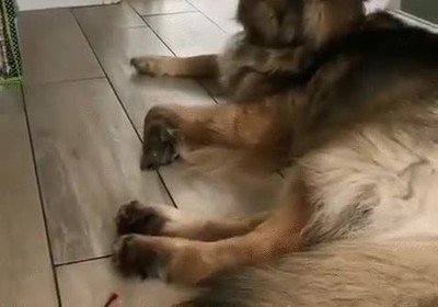 escena,adorable,perro,ni&ntilde;o