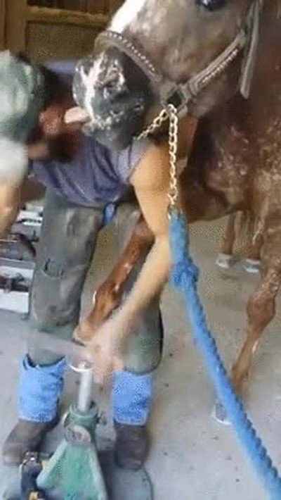 imposible,currar,amor,caballo