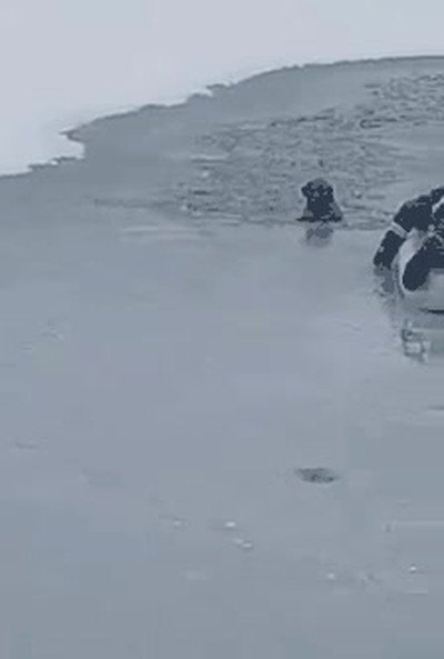 bombero,salvar,perro,congelado