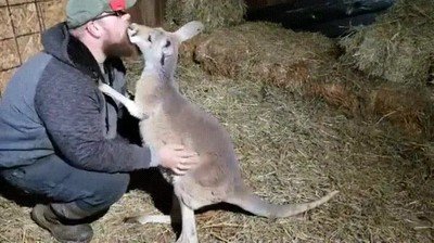 canguro,australiano,mimos,mejor amigo