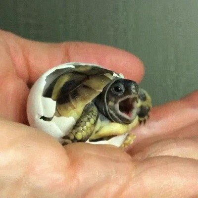 Enlace a Una tortuga recién nacida bostezando