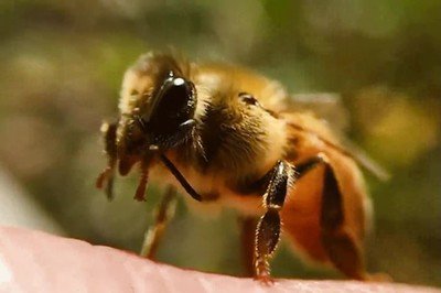 Enlace a ¿Alguna vez te habías preguntado cómo se limpia las antenas una abeja?