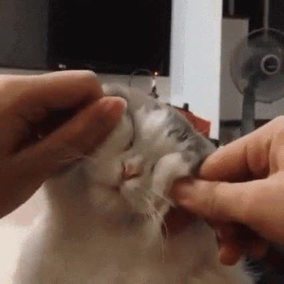 abuela,cara,visita,gato