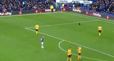 partido,primera,gato