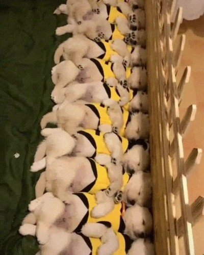 momento,despertar,perritos