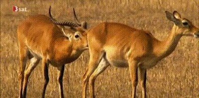 cortejo,impala