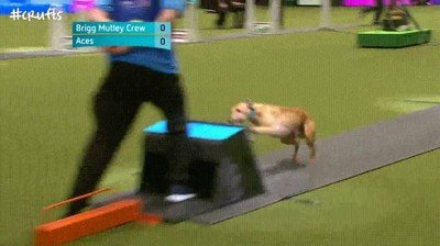 perro,the flash