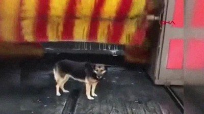 porfa,rascar,perro,espalda