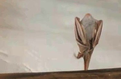 murcielago,estilo,baile