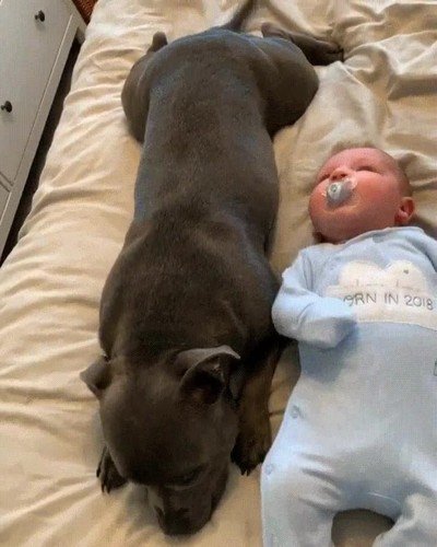 perro,mejor,amigo,bebe