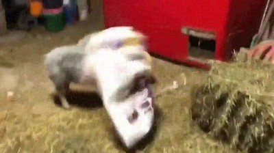 ense&ntilde;ar,bolsa,mandar,casa