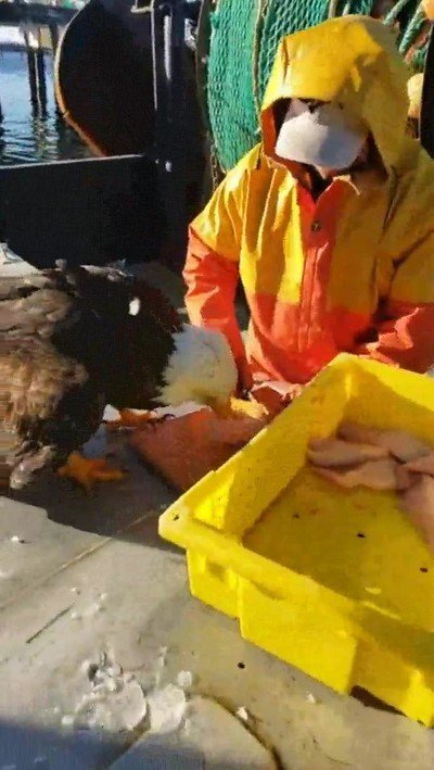 algunos,patriota,comida