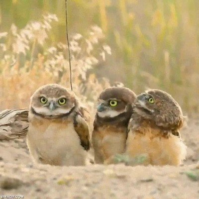 mirar,palo,pajaro