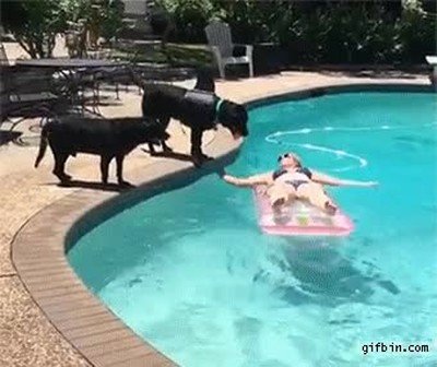 perro,harto,pasarlo bien