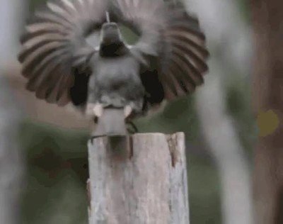 Enlace a El baile para ligar de este pájaro nos deja a todos por los suelos
