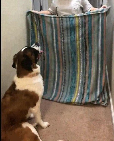 perro,paciencia,infinita