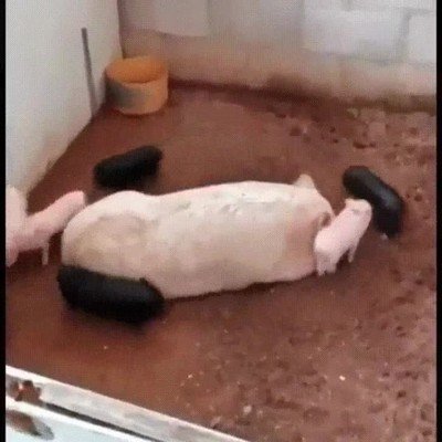 Enlace a ¿Esto es un ritual de cerdos o me he perdido algo?