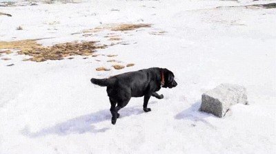 reacci&oacute;n,perro,nieve