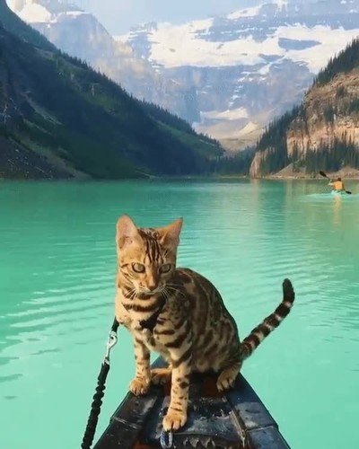 Enlace a ¿Con qué te quedas? ¿Con la belleza del felino o la belleza del paisaje?