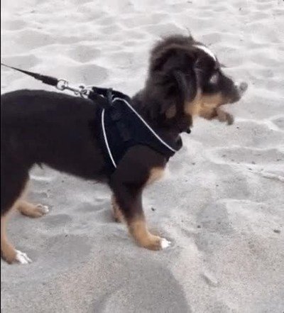 aprender,arena,comer,perro