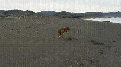 primer,dia,perro,playa