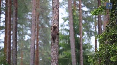 cachorro,oso,escalar,arbol