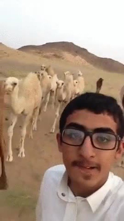 animales,selfies