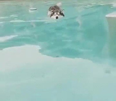 Enlace a Este perro tiene una peculiar manera de respirar cuando está nadando