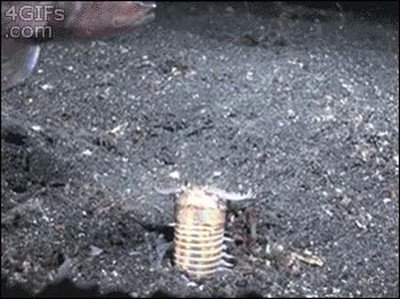 naturaleza,terror,animales