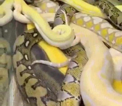 peor,pesadillas,miedo,serpientes