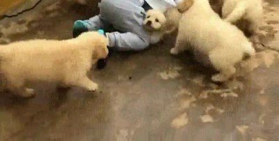 pelicula,zombies,perretes