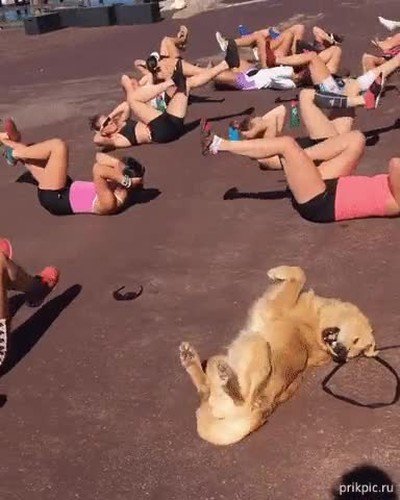 perrete,entrenar,humanos